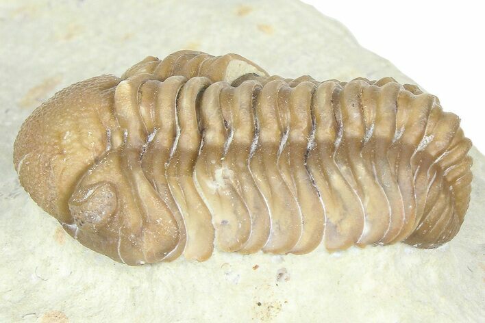 Paciphacops Trilobite - Black Cat Mountain, Oklahoma #362987